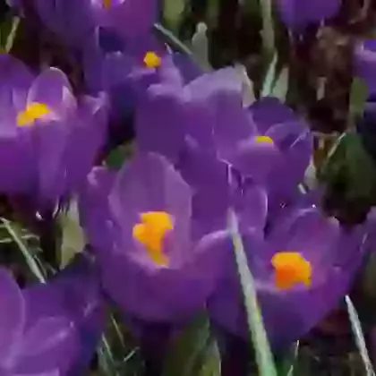 Flower Record